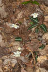 Pipsissewa <BR>Spotted wintergreen